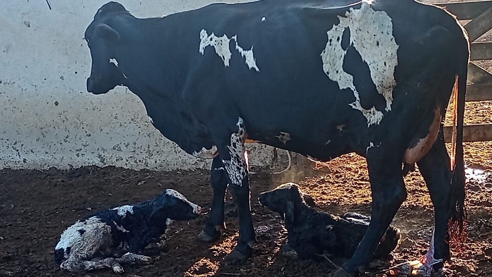 Curral eclético: vacas escutam de forró a música clássica e produzem mais leite em fazenda no ES; veja VÍDEO