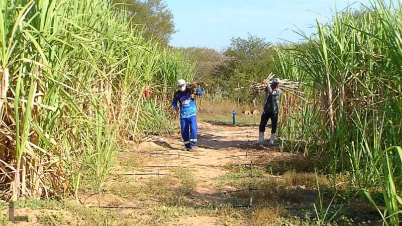 Governo concede subsídio a produtores de cana do Nordeste afetados pelo tarifaço
