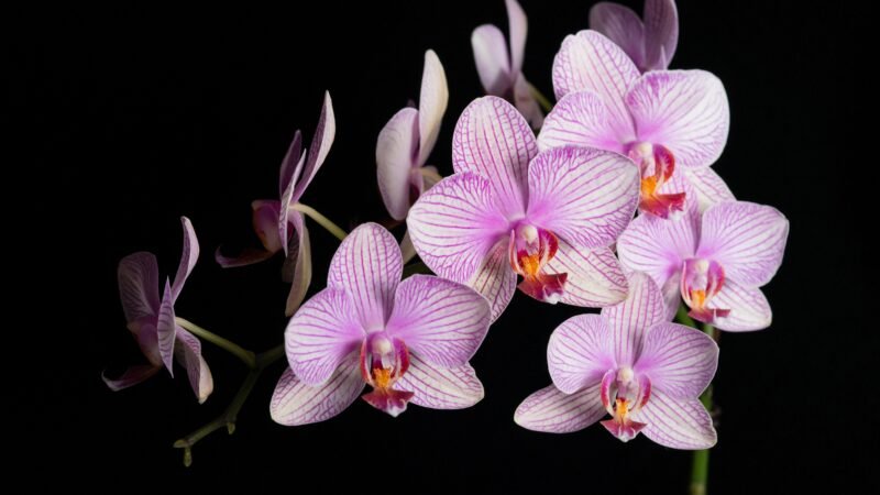 Veja como salvar uma orquídea com folhas e raízes secas ou murchas