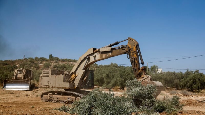 ‘Não nos deixaram nada’: Israel arranca oliveiras palestinas pouco antes de colheita na Cisjordânia