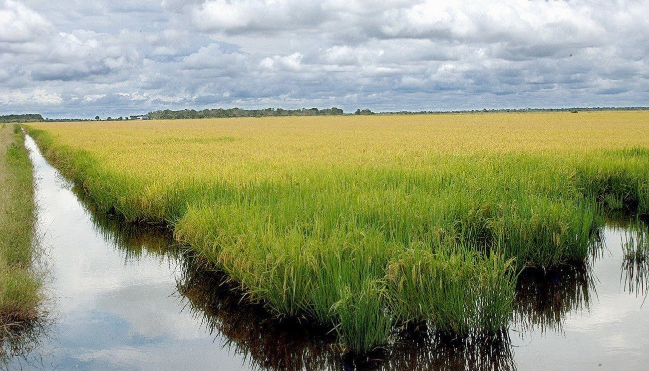 Google anuncia projeto que usa 200 mil hectares de arroz no Brasil contra mudanças climáticas; entenda