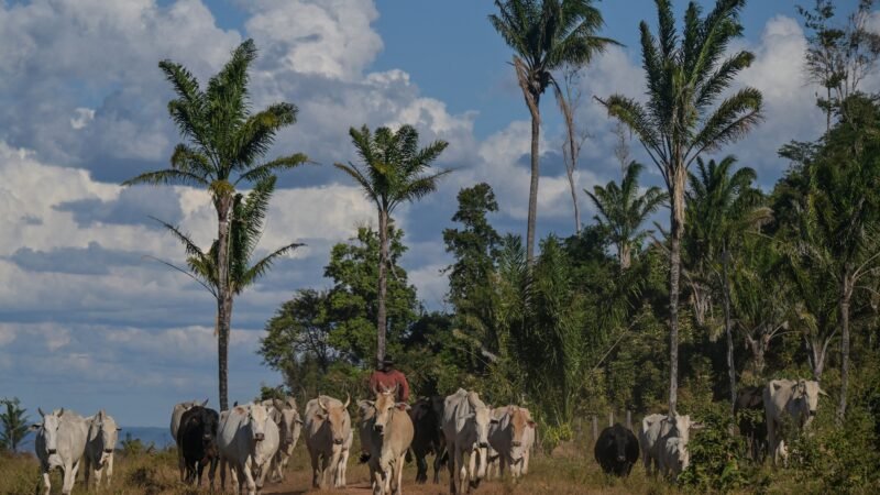 Brasil tem mais de 1 boi e quase 8 galinhas por brasileiro; veja onde estão e conheça a cidade que tem quase 400 galinhas por habitante