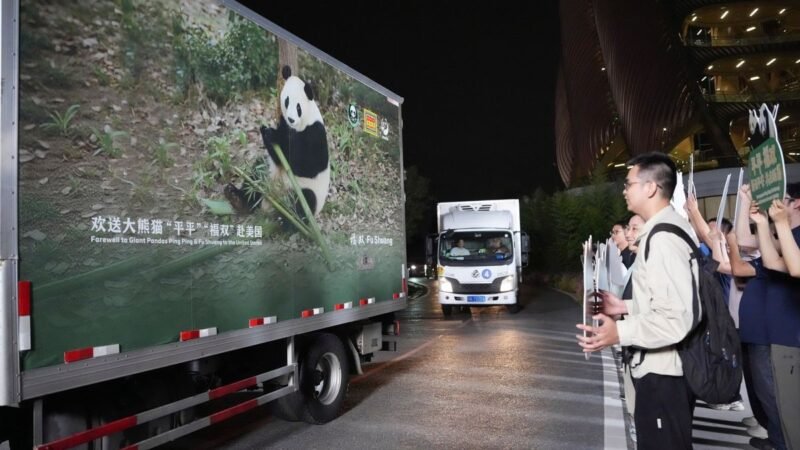 ‘Diplomacia do Panda’ Após encontro de Xi e Trump, China envia dois pandas-gigantes para zoológico nos EUA