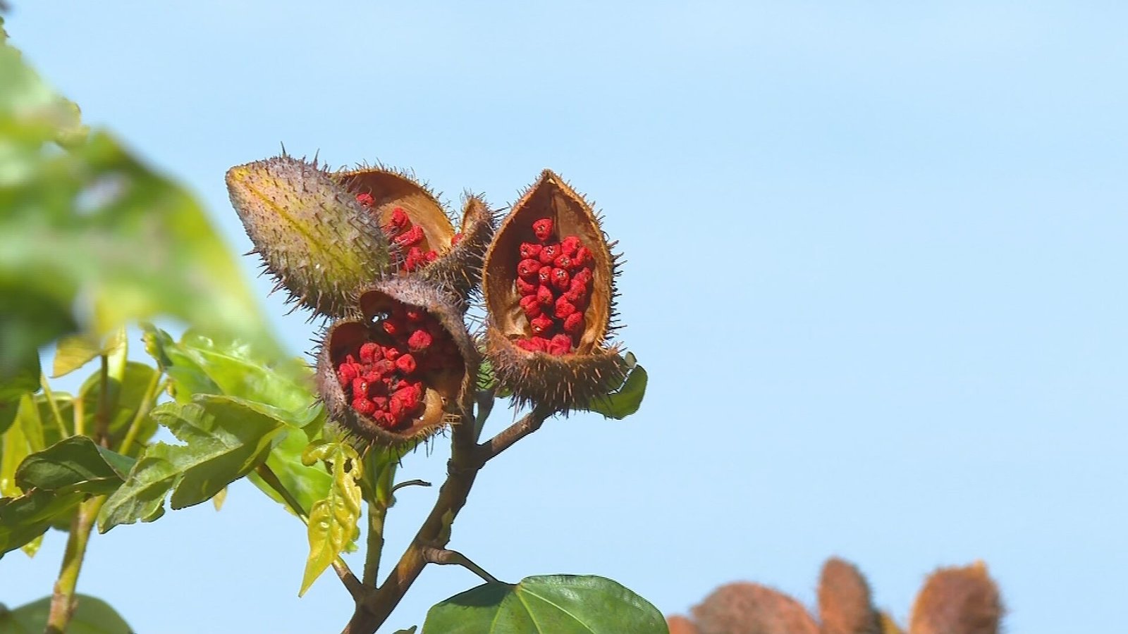 Baixo lucro em safra de urucum preocupa produtores da Nova Alta Paulista
