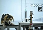 Startup na Índia usa IA e cães para tentar detectar câncer pelo hálito