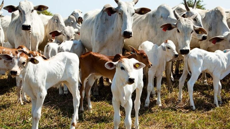 ICE amedronta trabalhadores e faz cair processamento de carne nos EUA; país tenta baixar preços