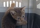 Adolescente é apreendido suspeito de torturar mais de 200 gatos em lives