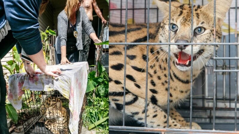 Bombeiros vão apagar incêndio e acham felino selvagem da África criado de forma ilegal em casa nos EUA