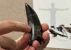 Estudo dos dentes diz que T. rex tinha sangue quente, semelhante a humanos
