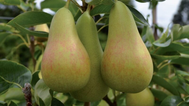 Como cultivar peras