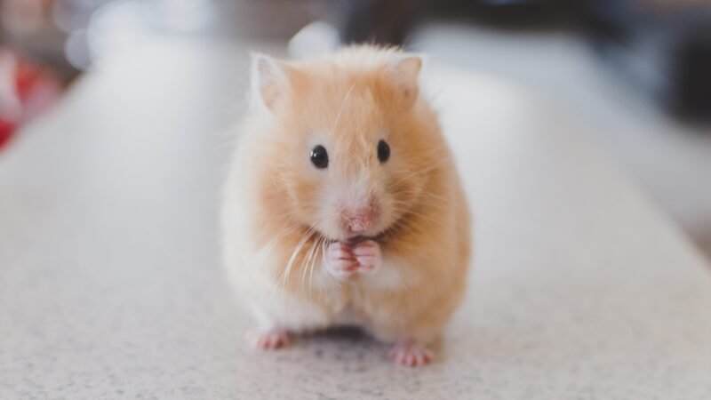 ‘Serial killer de hamsters’ é preso no Japão acusado de matar 30 roedores dentro de hotel