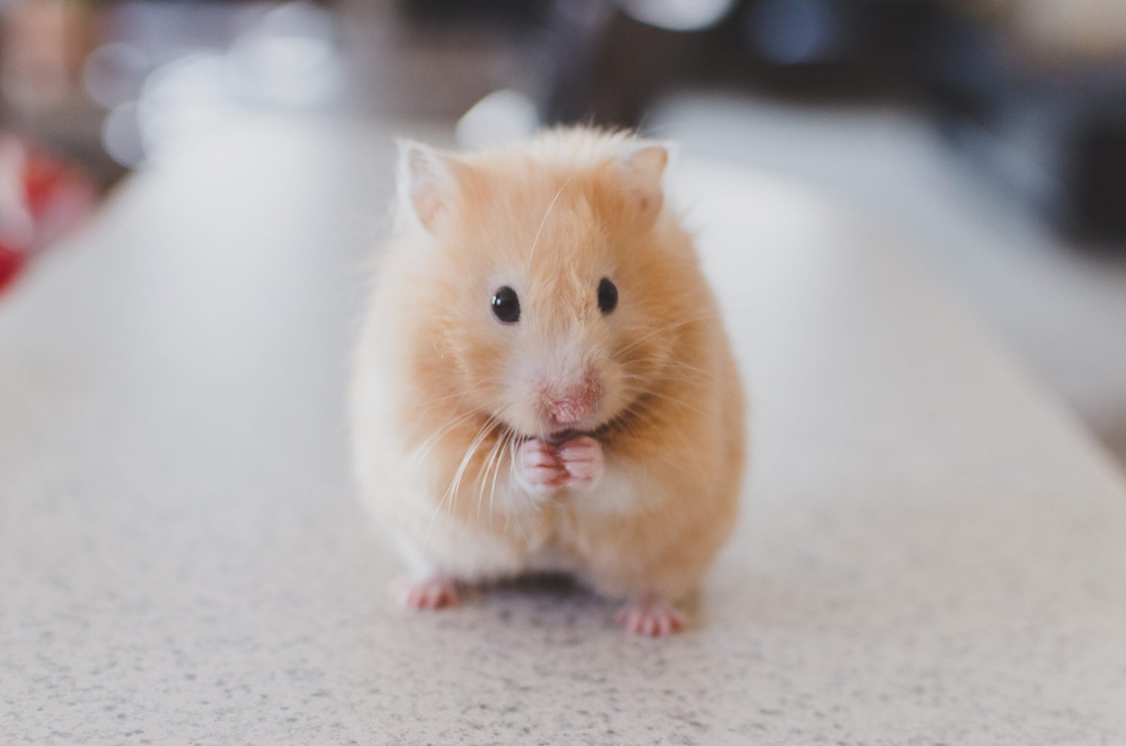‘Serial killer de hamsters’ é preso no Japão acusado de matar 30 roedores dentro de hotel