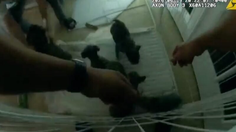 Câmera corporal filma policiais salvando filhotes de casa em chamas nos EUA; veja vídeo