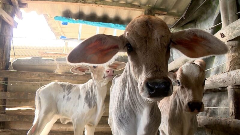 Vaca dá à luz bezerros trigêmeos e surpreende produtor no ES: ‘Achei era só um bezerro grande’