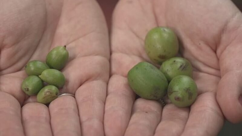 Café gigante e raríssimo é encontrado na Amazônia; espécie representa 0,01% da produção mundial