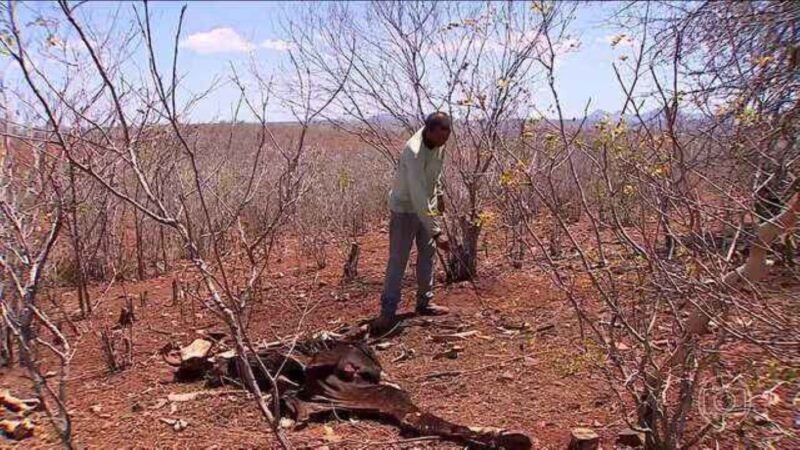 ‘Não tinha como sobreviver’: seca mata animais e deixa famílias sem renda em Sergipe