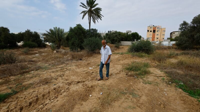 Oliveiras destruídas e lavouras bloqueadas por tropas israelenses: a luta para produzir azeite em Gaza