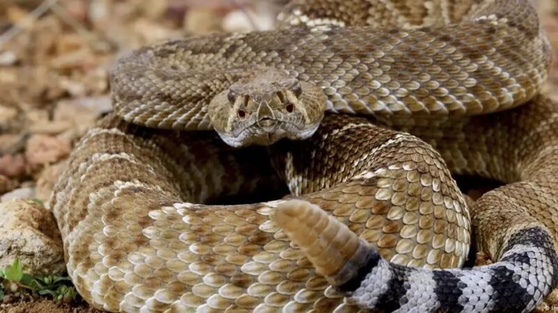 Mexicano é preso em aeroporto na Alemanha com 37 cobras venenosas na bagagem