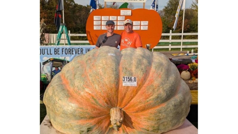 Abóbora gigante de quase 1.500 kg é colhida nos EUA e pode bater recorde mundial