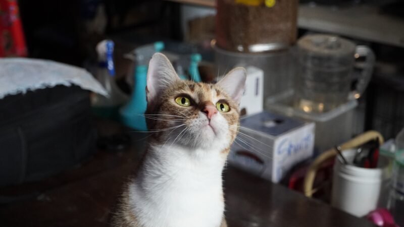 Polícia do Vietnã prende quadrilha que roubou quase 3 mil gatos para vender carne para consumo