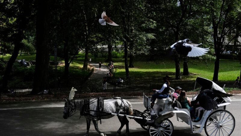Nova York quer proibir passeios de carruagem no Central Park após morte de adolescente