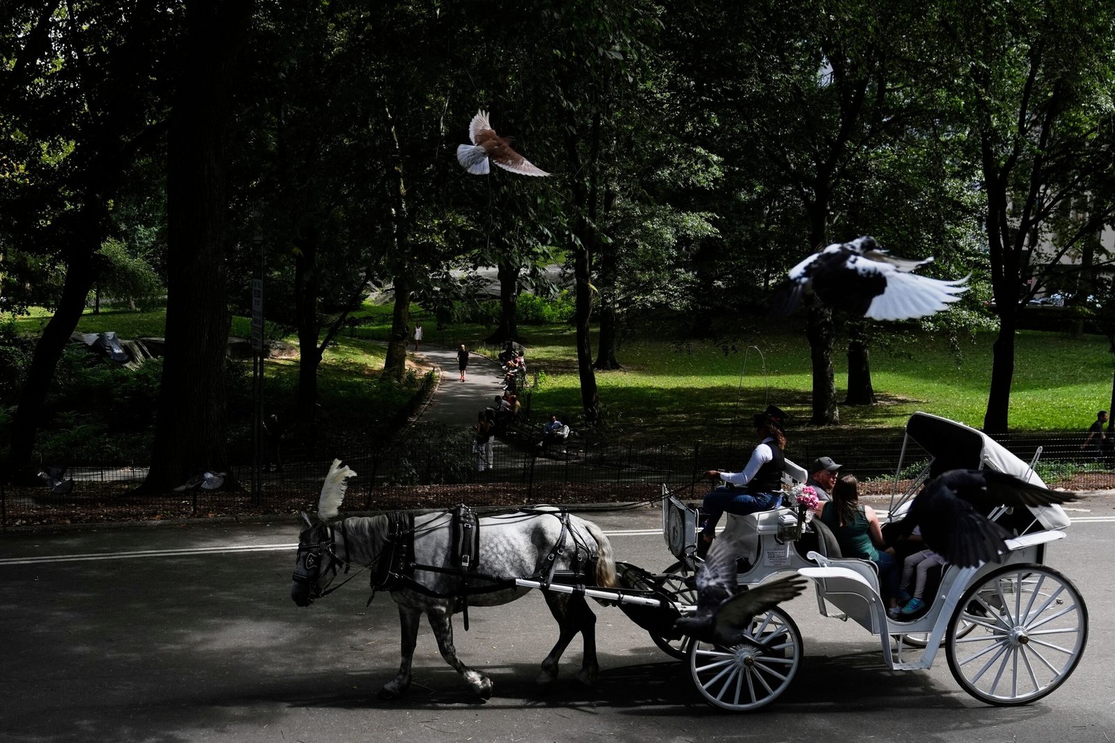 Nova York quer proibir passeios de carruagem no Central Park após morte de adolescente