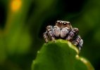 Aranhas podem sonhar? Estudo revela passagem por estágio de sono REM