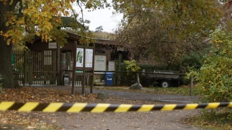 Menina de 8 anos é atacada por lobo em zoológico na Alemanha