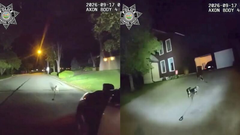 ‘Sabia exatamente o que fazer’: cachorro alerta policiais e leva-os até tutor caído dentro de casa nos EUA; veja VÍDEO