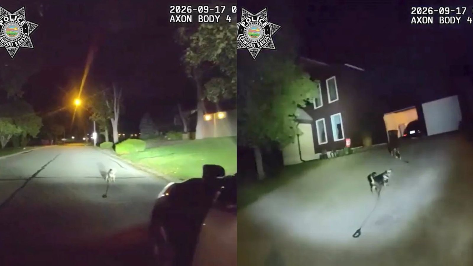 ‘Sabia exatamente o que fazer’: cachorro alerta policiais e leva-os até tutor caído dentro de casa nos EUA; veja VÍDEO