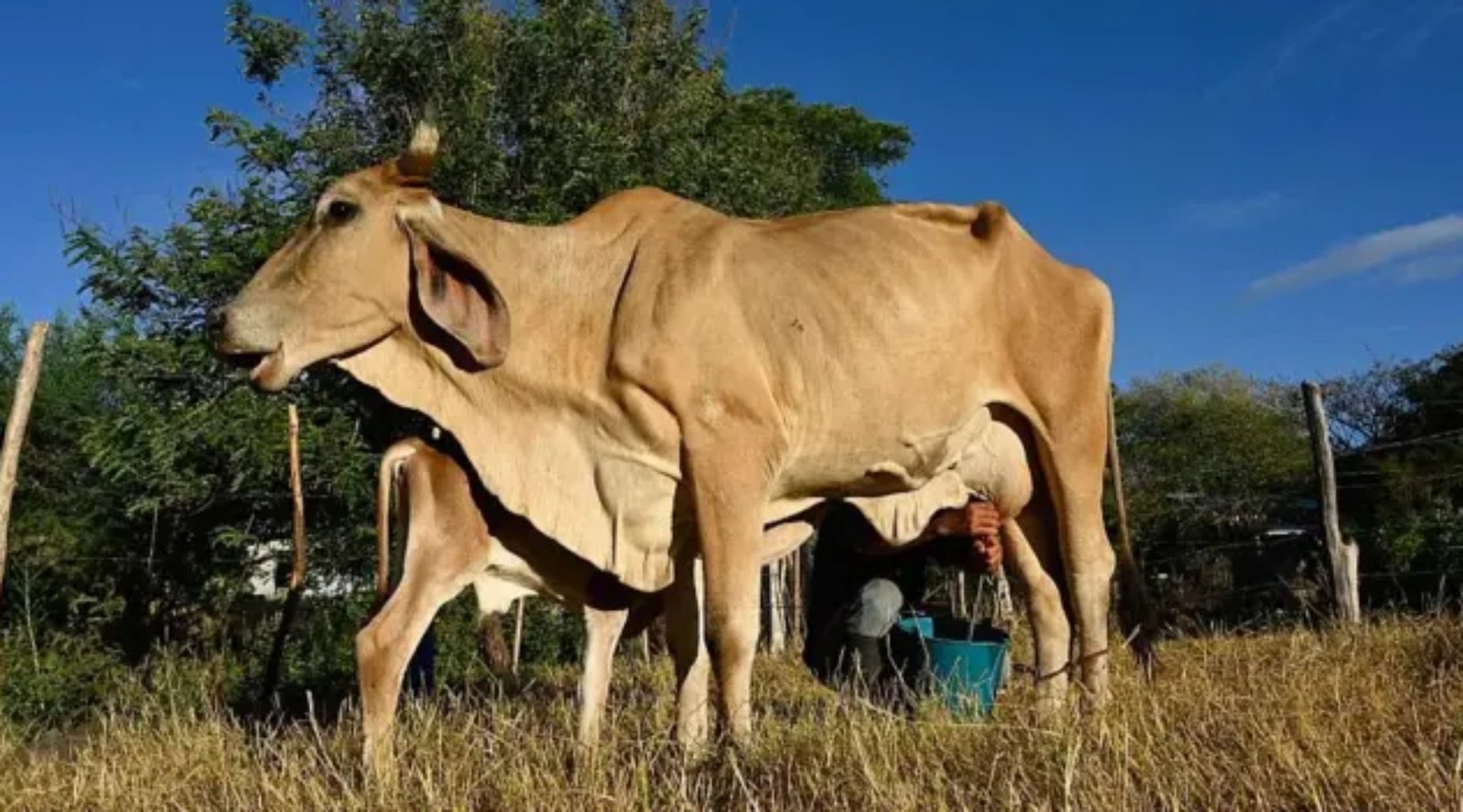 ‘O gado está morrendo de sede e fome’: o impacto devastador do El Niño no Corredor Seco da América Central