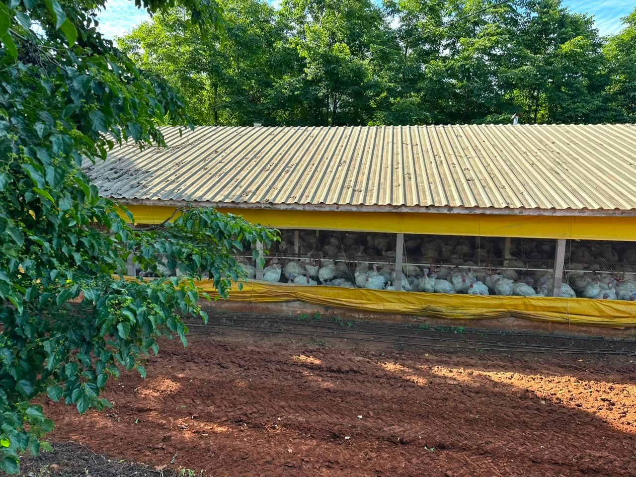Apenas Santa Catarina vai deixar de exportar frango para China, diz secretário do Ministério da Agricultura