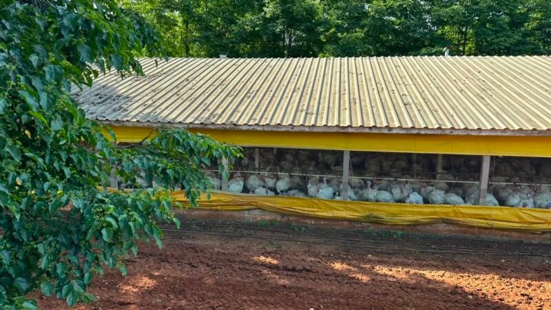 Doença de Newcastle: 6 mil aves são abatidas em granja no Oeste de SC