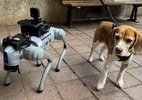 Empresa paga R$ 100 por hora para pessoas passearem com cães robôs nos EUA
