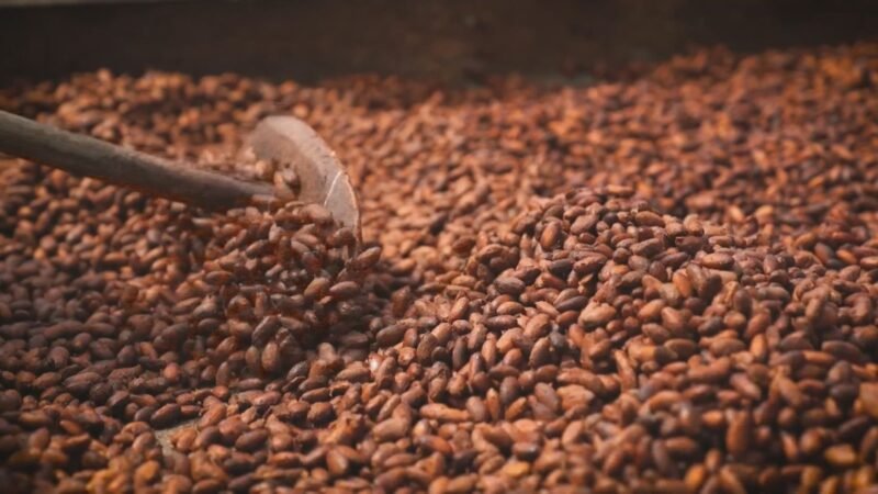 Cacau abre mercados para o Brasil, mas chocolate pode voltar a ser artigo de luxo devido à crise climática