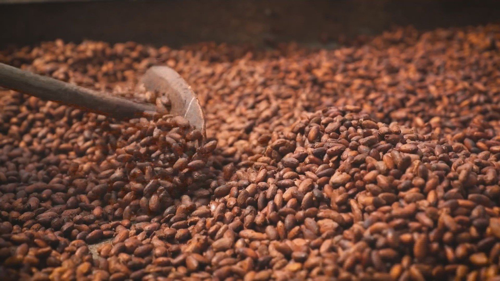 Cacau abre mercados para o Brasil, mas chocolate pode voltar a ser artigo de luxo devido à crise climática