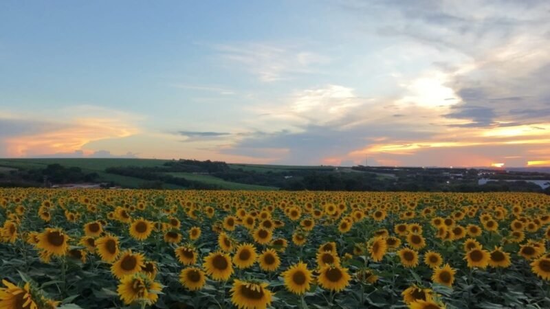 Como plantar girassol? Veja dicas sobre o cultivo