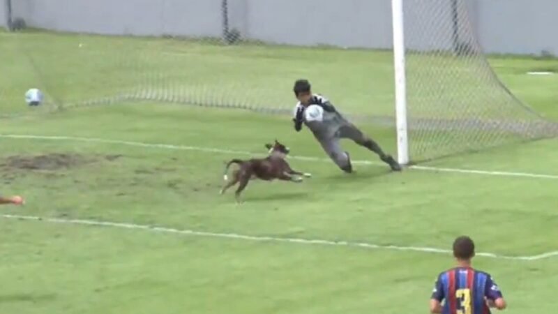Cachorro invade campo e quase faz gol pelo Vasco em jogo da base; veja lance